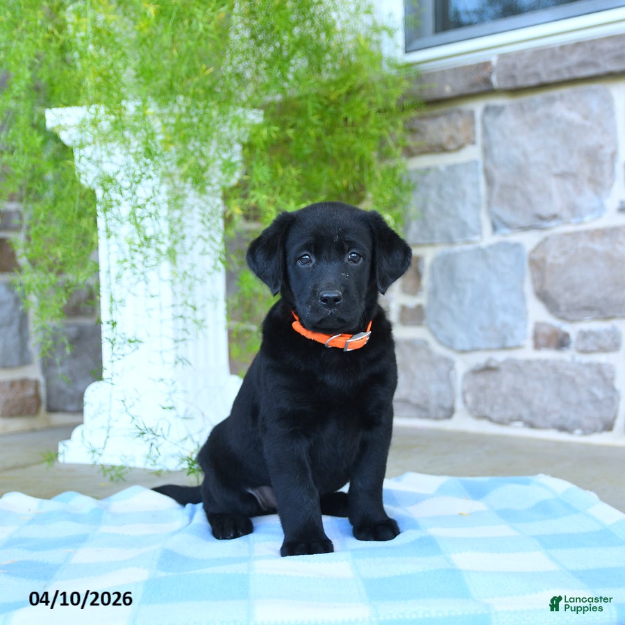 Labrador Retriever dogs Peaches - Ad 1