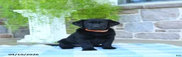 Labrador Retriever dogs for sale: Peaches - Ad 1