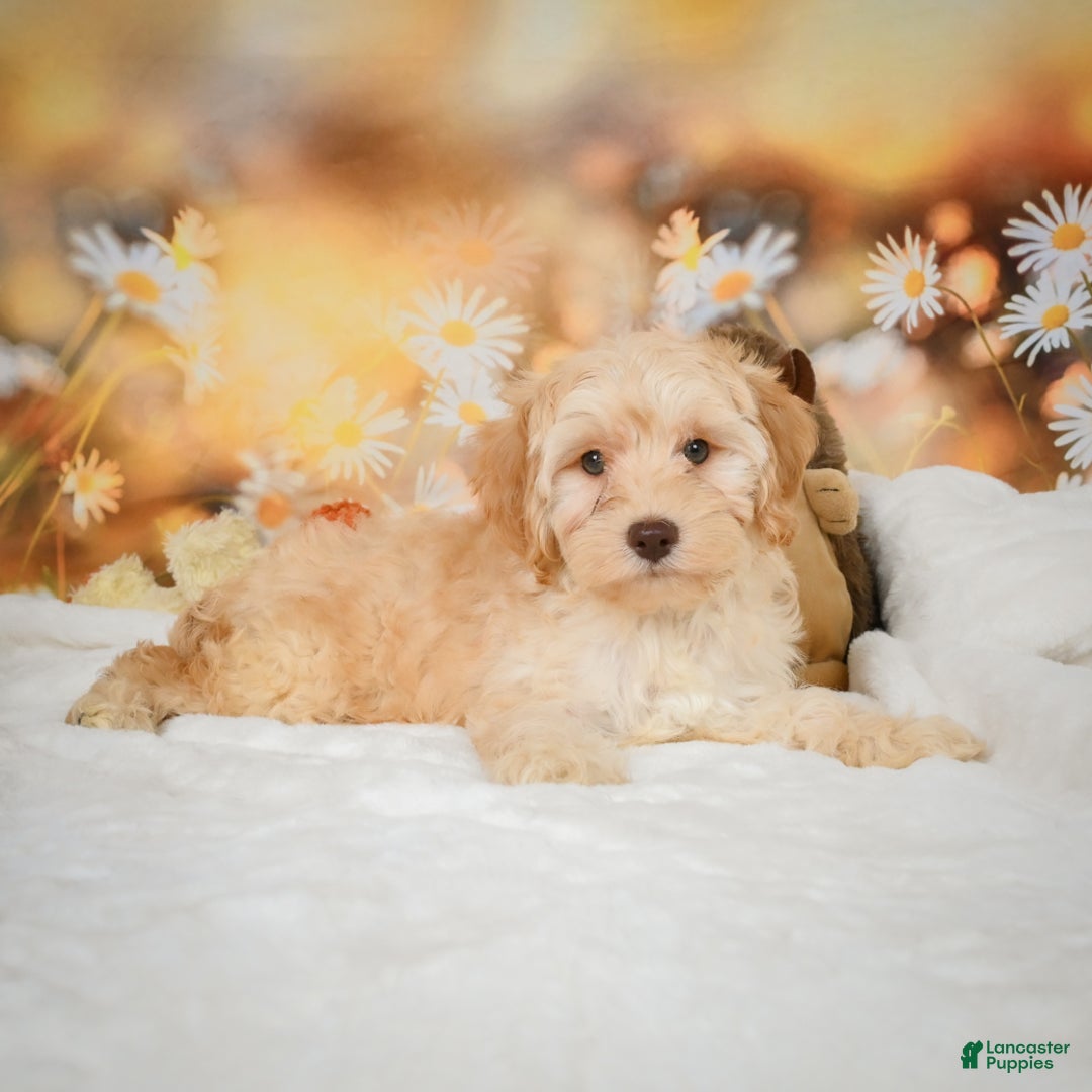 Cockapoo dogs for sale: Cabby - Ad 4