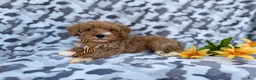 Cavapoo dogs for sale: Titus - Ad 1