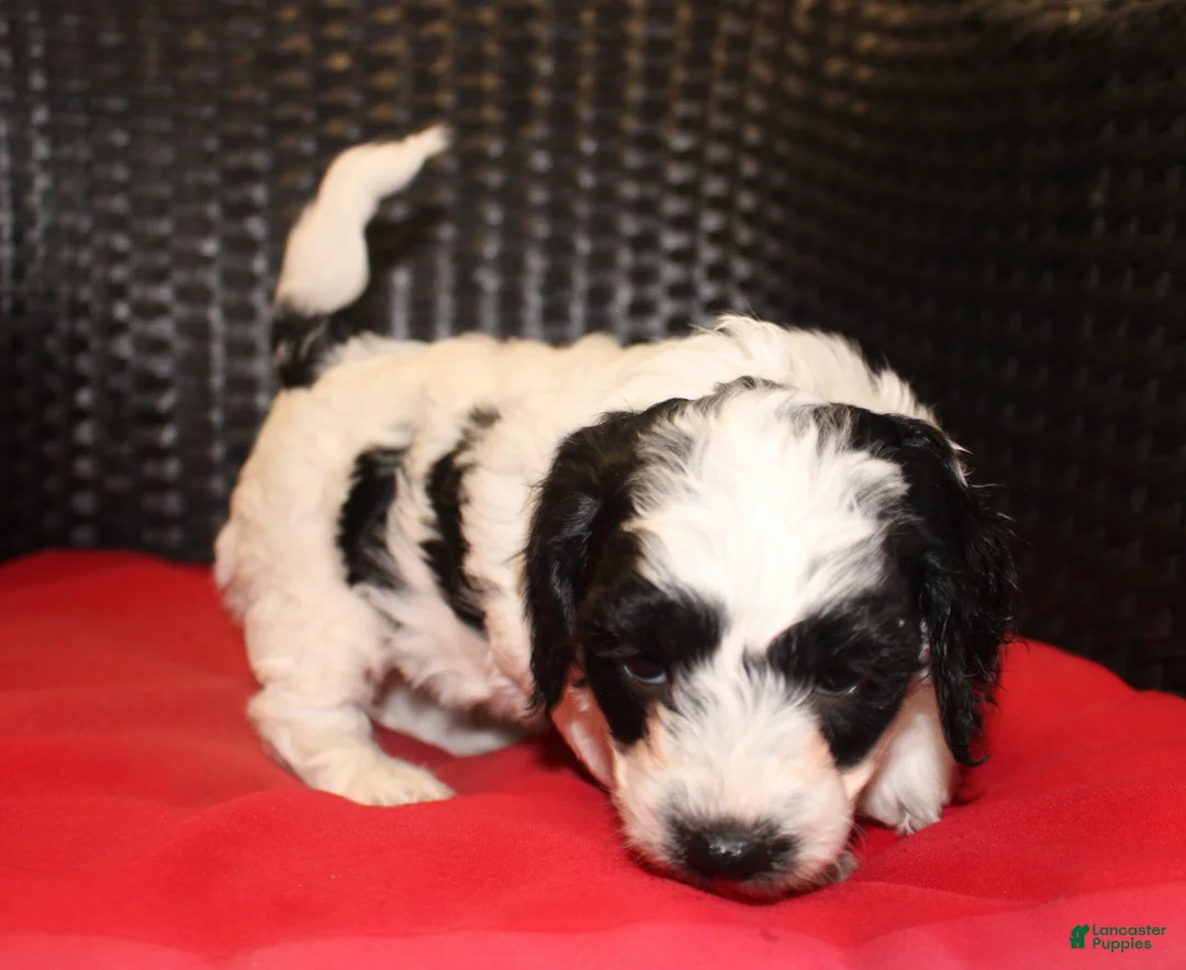 Mini Goldendoodle dogs for sale: Reba - Ad 2