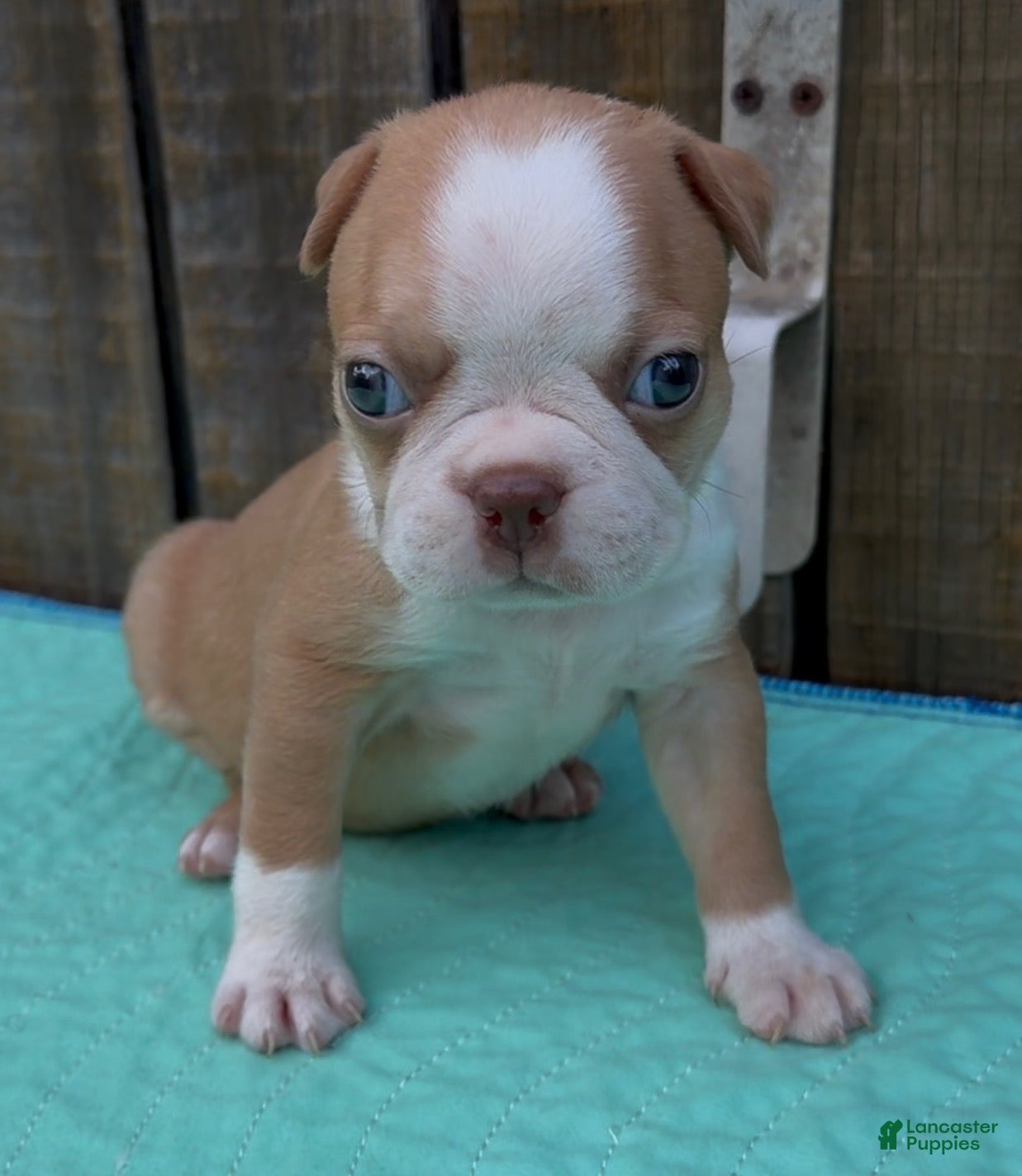 Boston Terrier dogs Boston Terrier 1 - Ad 13