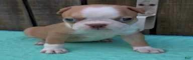 Boston Terrier 1