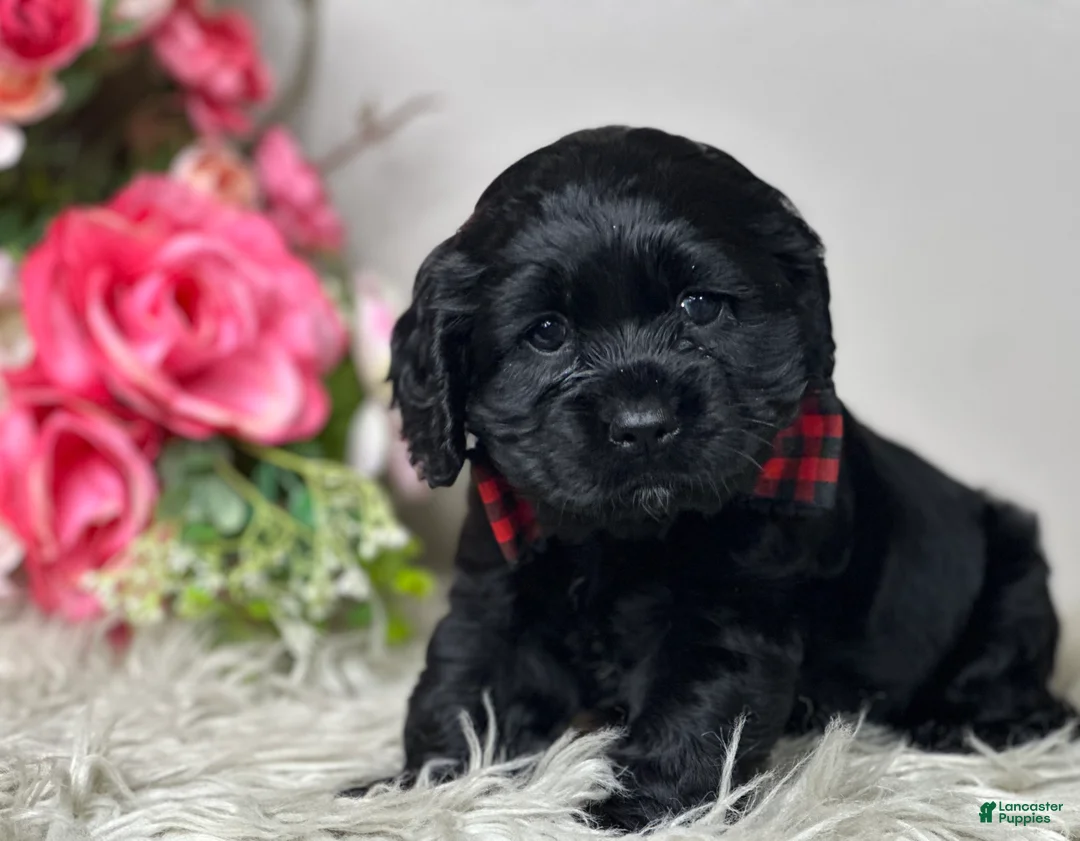 Cocker Spaniel dogs for sale: Jack - Ad 4