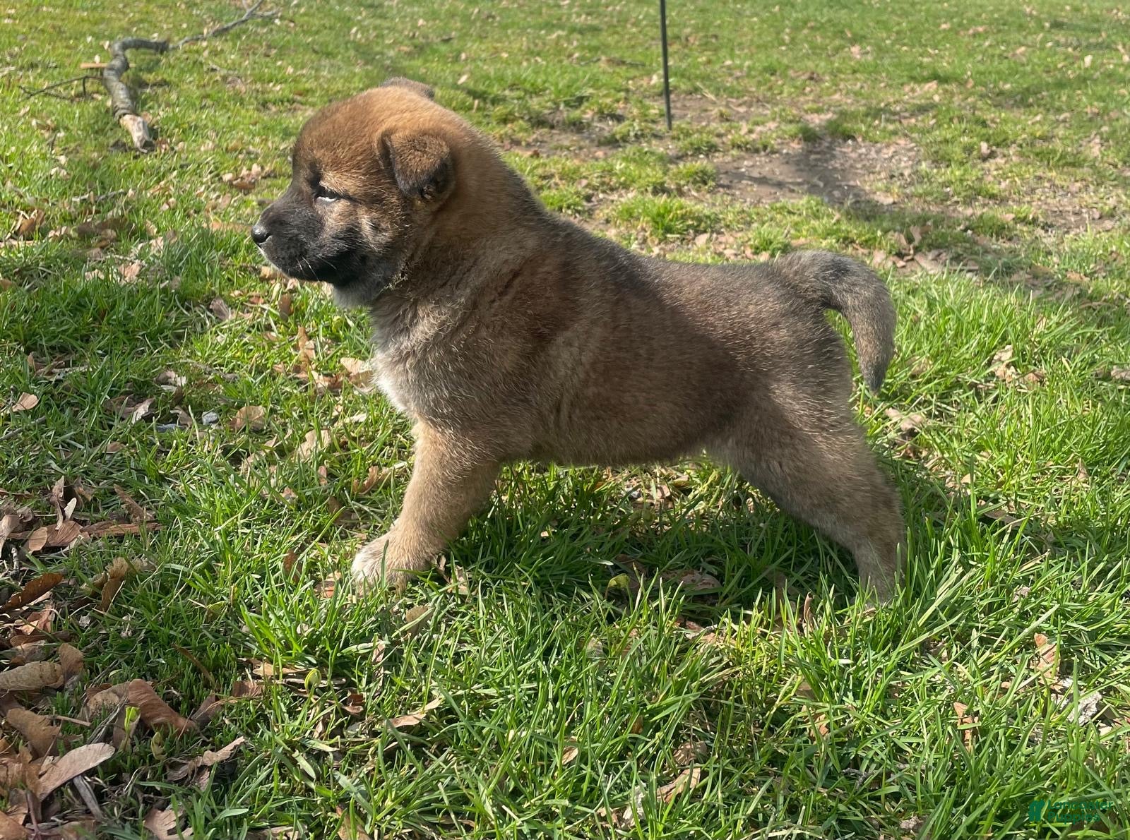 Shiba Inu dogs Stella - Ad 2