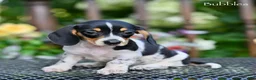 Miniature Dachshund dogs for sale: Bubbles - Ad 5