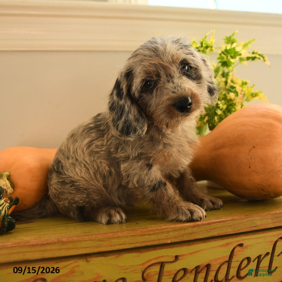Doxiepoo dogs for sale: Pumpkin - Ad 1