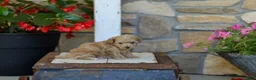 Miniature Poodle dogs for sale: AKC Shelly - Ad 6