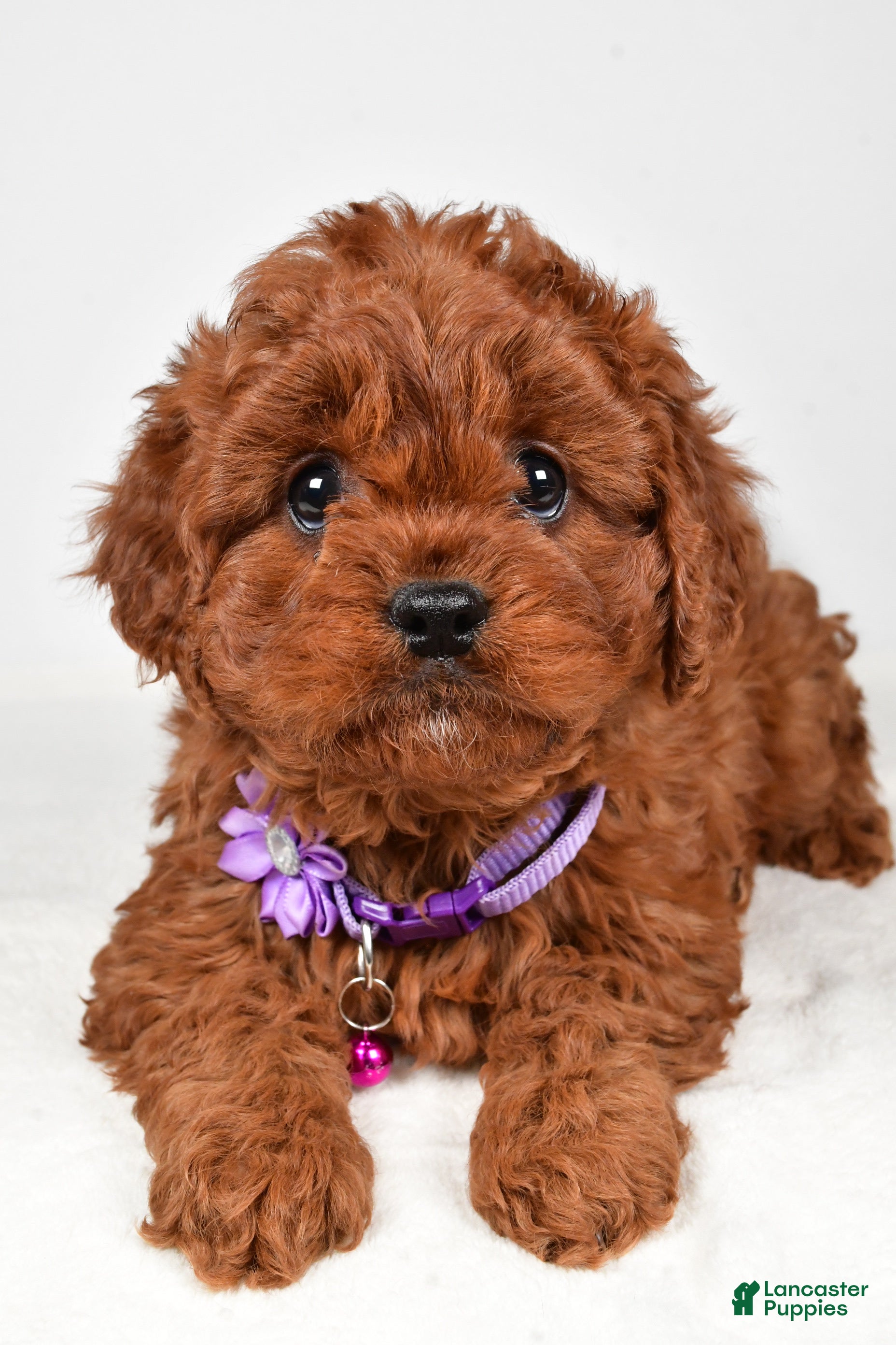 Cavapoo dogs Jo - Ad 24