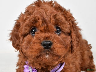 Cavapoo dogs Jo - Ad 22