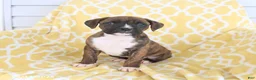 Boxer dogs for sale: Amber - Ad 1