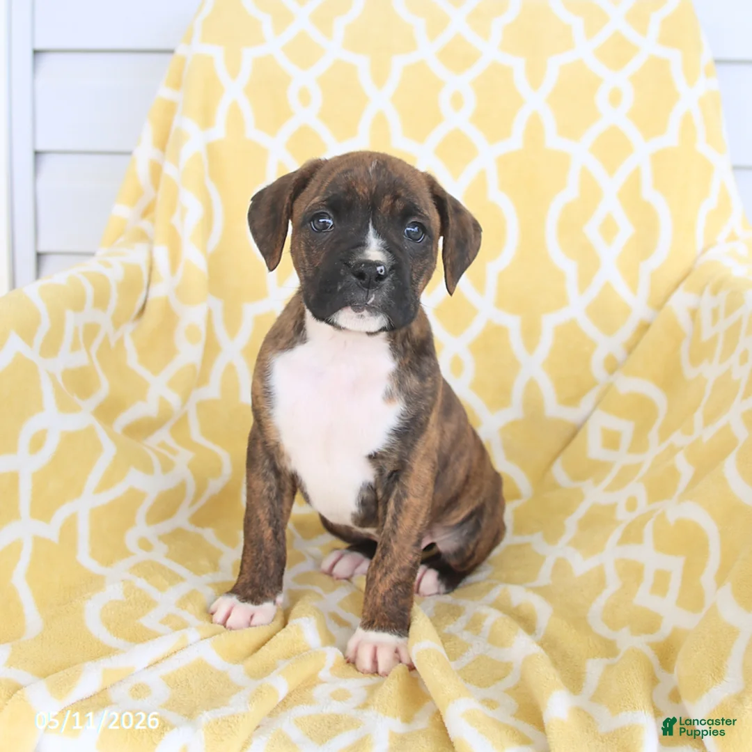 Boxer dogs for sale: Amber - Ad 1