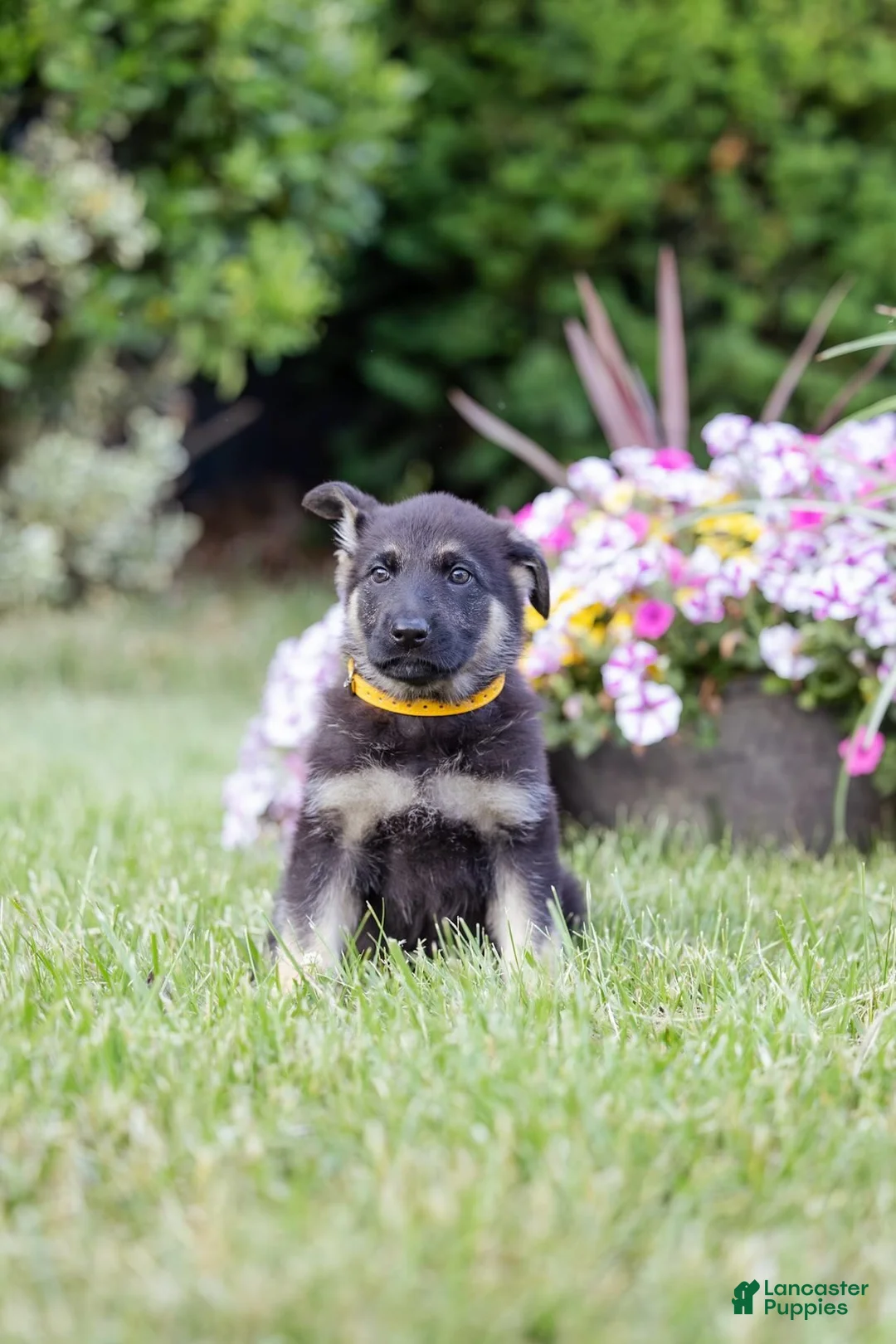 German Shepherd dogs for sale: Sable - Ad 1