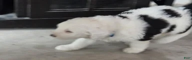 Charlie 