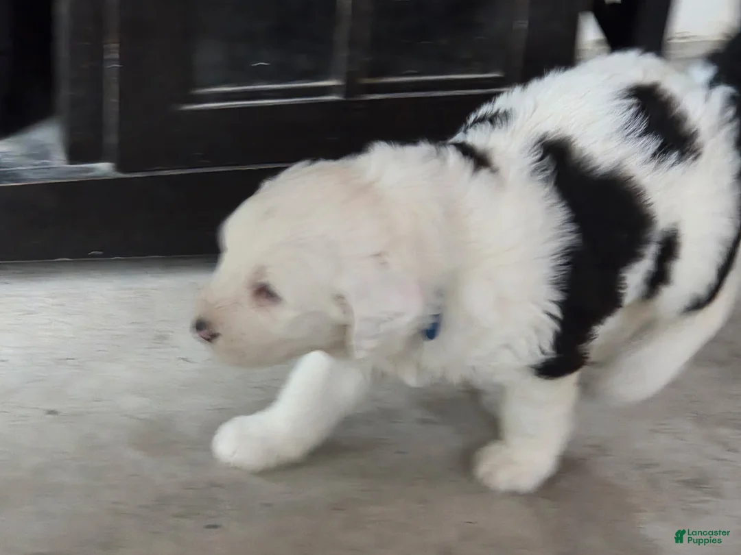 Sheepadoodle dogs for sale: Charlie  - Ad 1