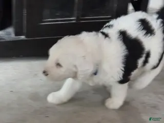 Sheepadoodle dogs Charlie - Ad 14