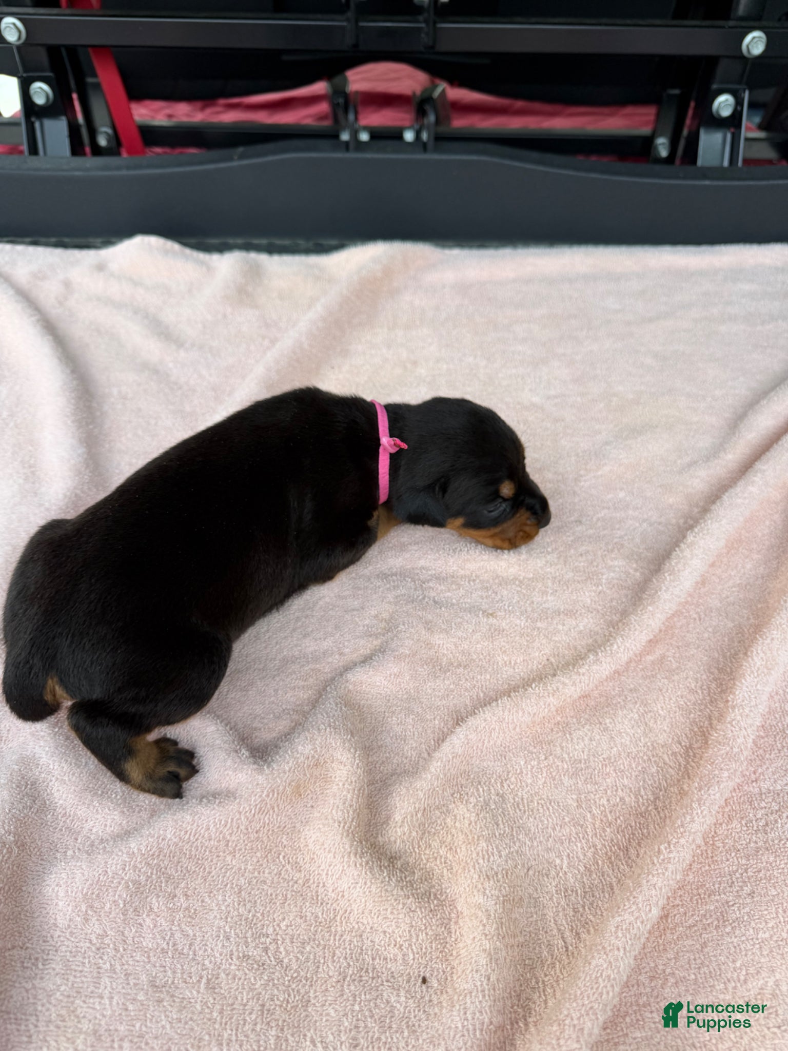 Doberman Pinscher dogs Doberman Pinscher Puppy 10 - Ad 27