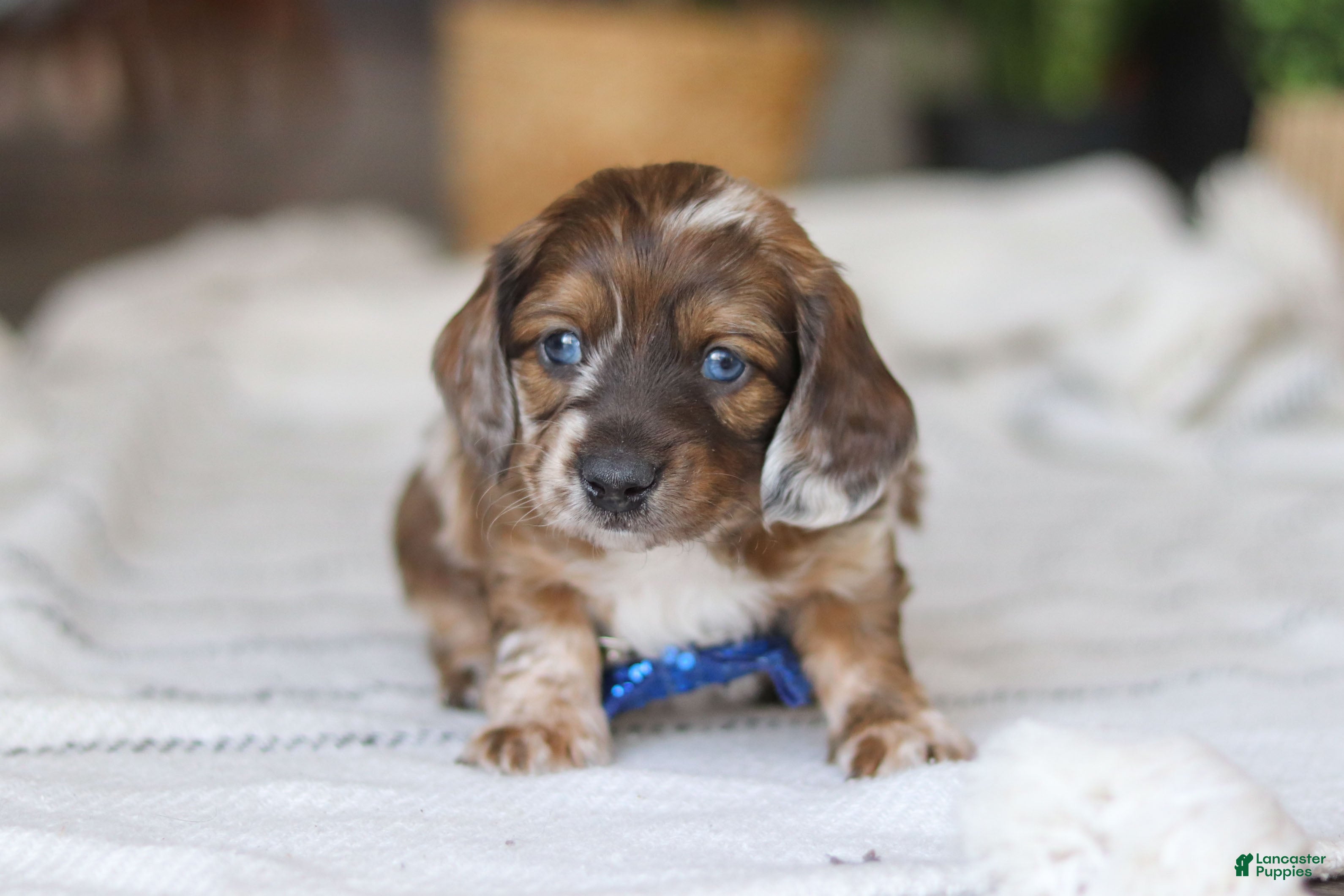 Miniature Dachshund dogs Keilbasa - Ad 2