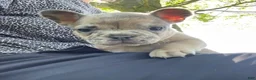 French Bulldog dogs for sale: Goldilocks - Ad 2