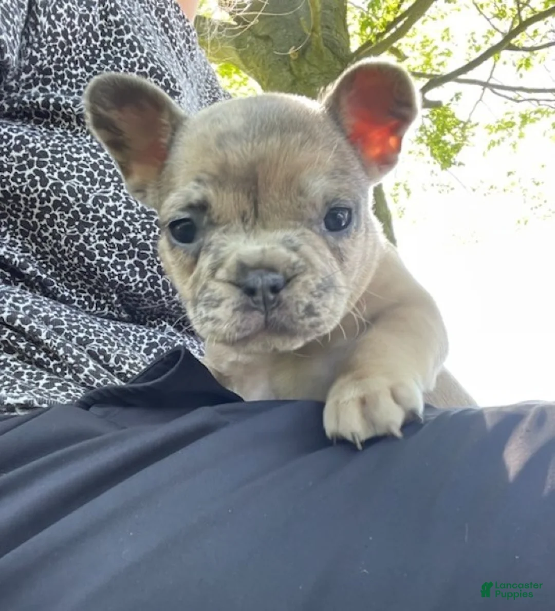 French Bulldog dogs for sale: Goldilocks - Ad 2