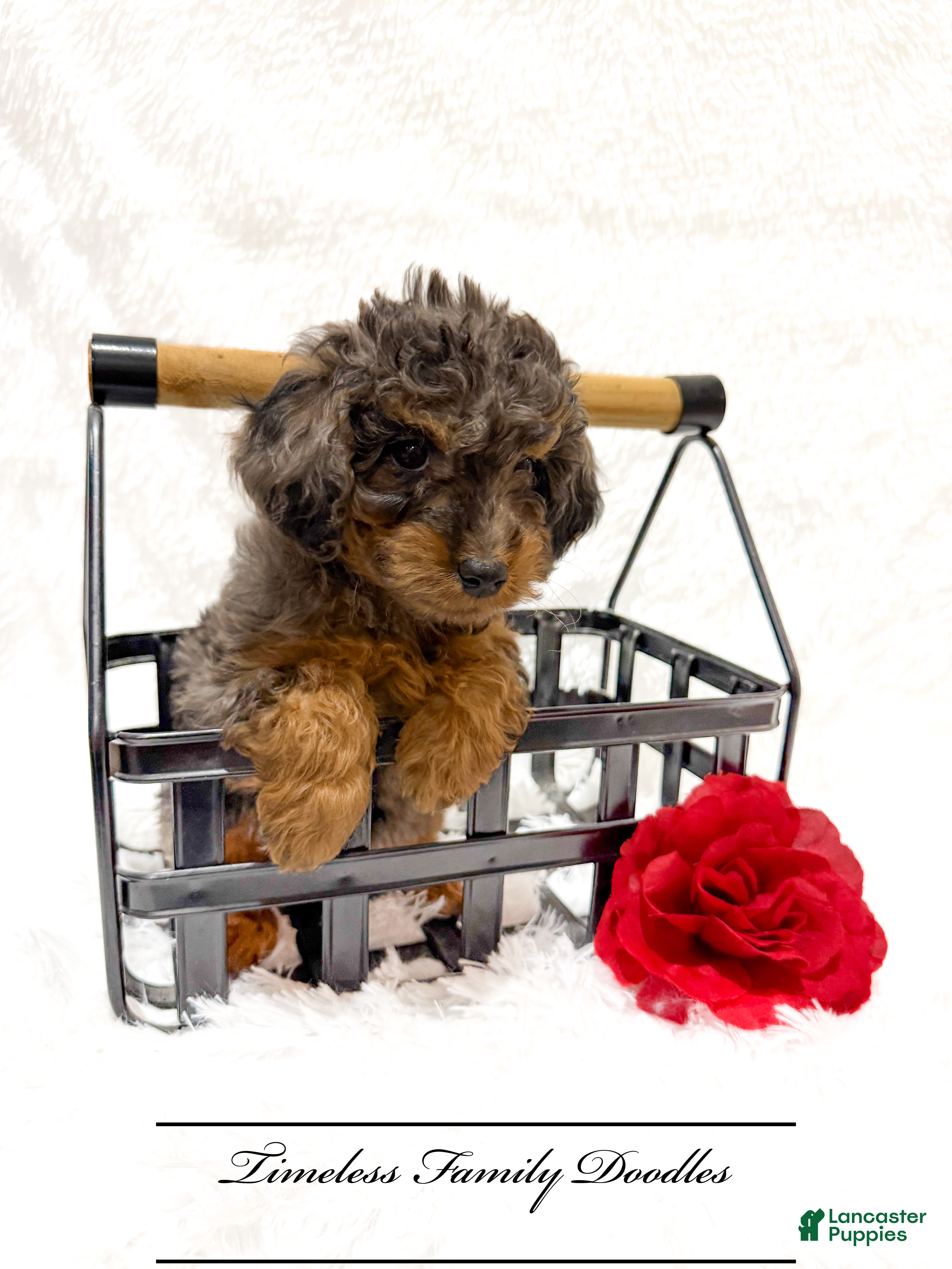Cavapoo dogs Holly - Ad 1