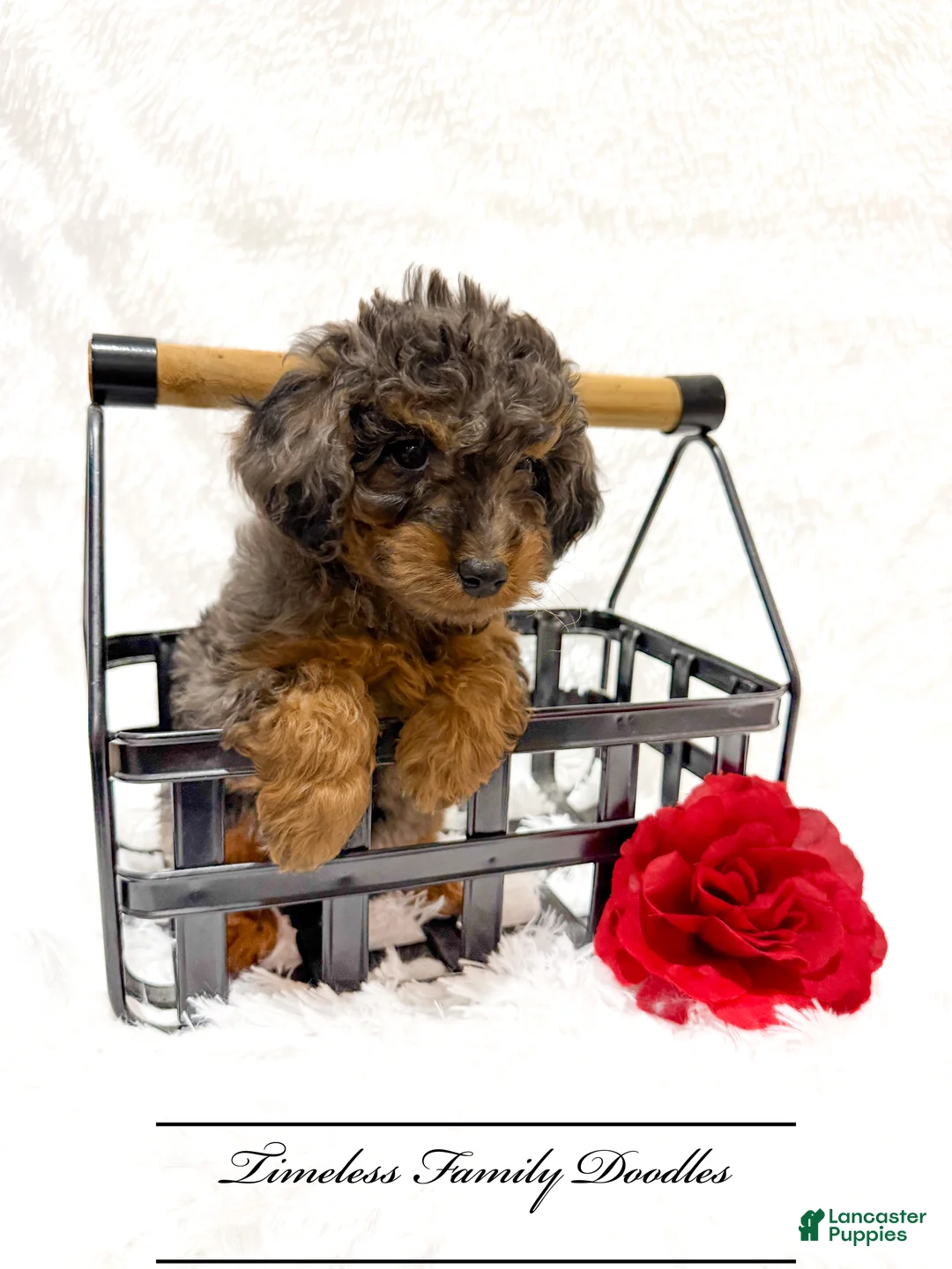Cavapoo dogs for sale: Holly - Ad 1