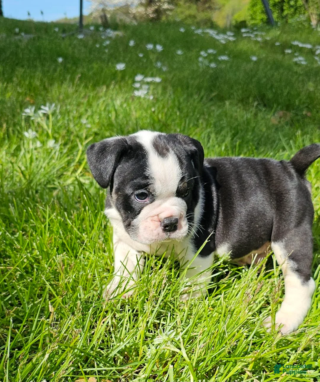 Mixed Breed dogs for sale: Mini Bulldog Tuxedo Boy - Ad 2