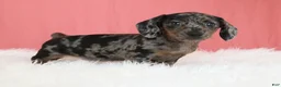 Miniature Dachshund dogs for sale: Peaches 🍑 - Ad 7