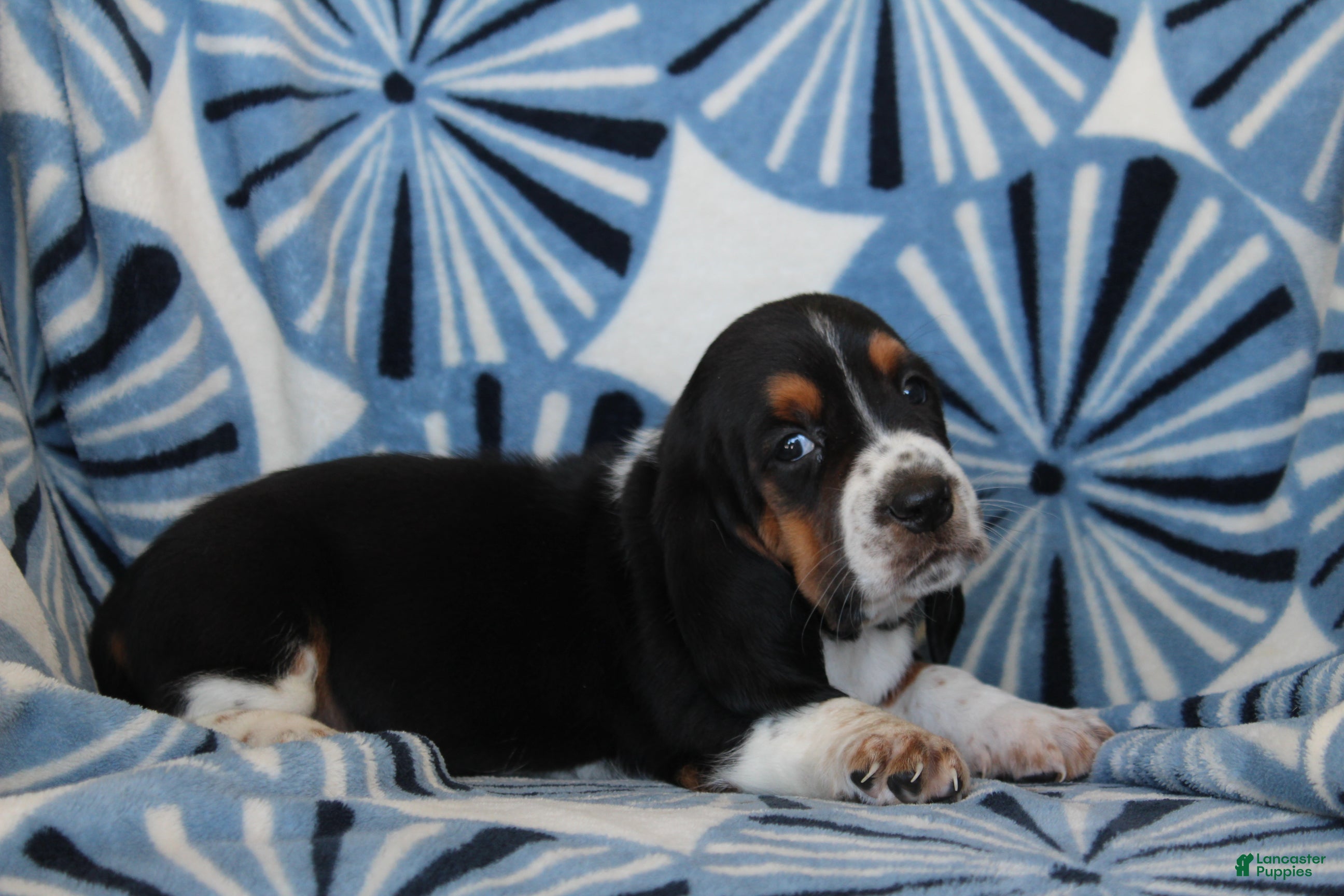 Basset Hound dogs Mr. Howard - Ad 2