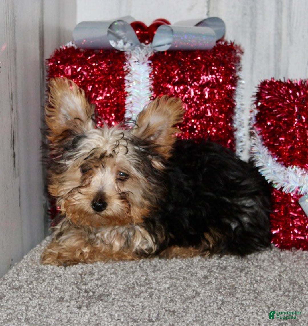 Yorkiepoo dogs for sale: Tucker - Ad 5