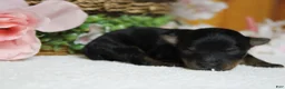 Yorkiepoo dogs for sale: Pedro  - Ad 10