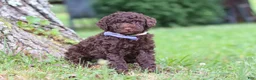 Miniature Poodle dogs for sale: Copper - Ad 4