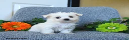 Maltese dogs for sale: Melody - Ad 2