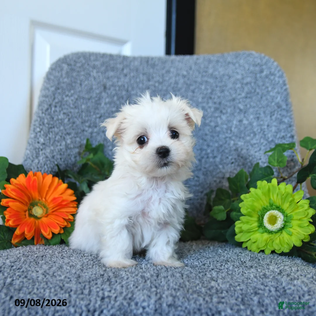 Maltese dogs for sale: Melody - Ad 2