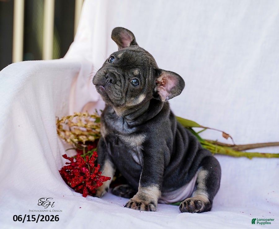 French Bulldog dogs Diesel - Ad 1