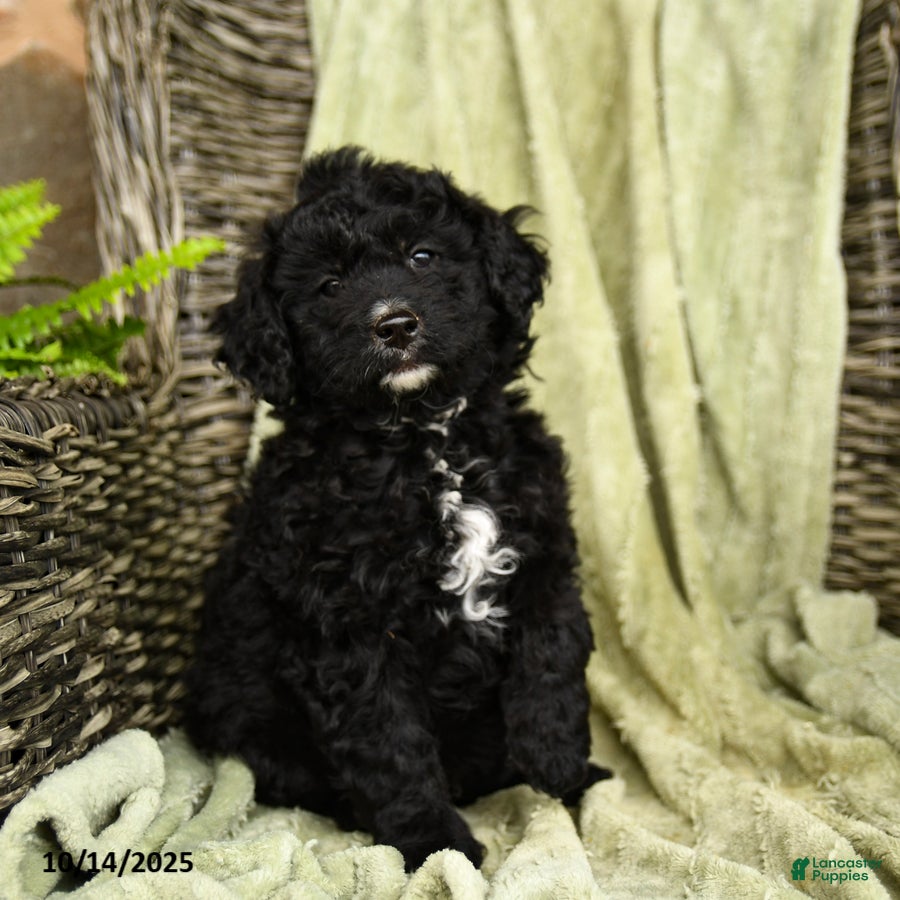 Mixed Breed dogs Sidney - Ad 2
