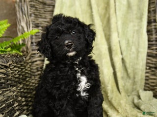 Mixed Breed dogs - Ad 23