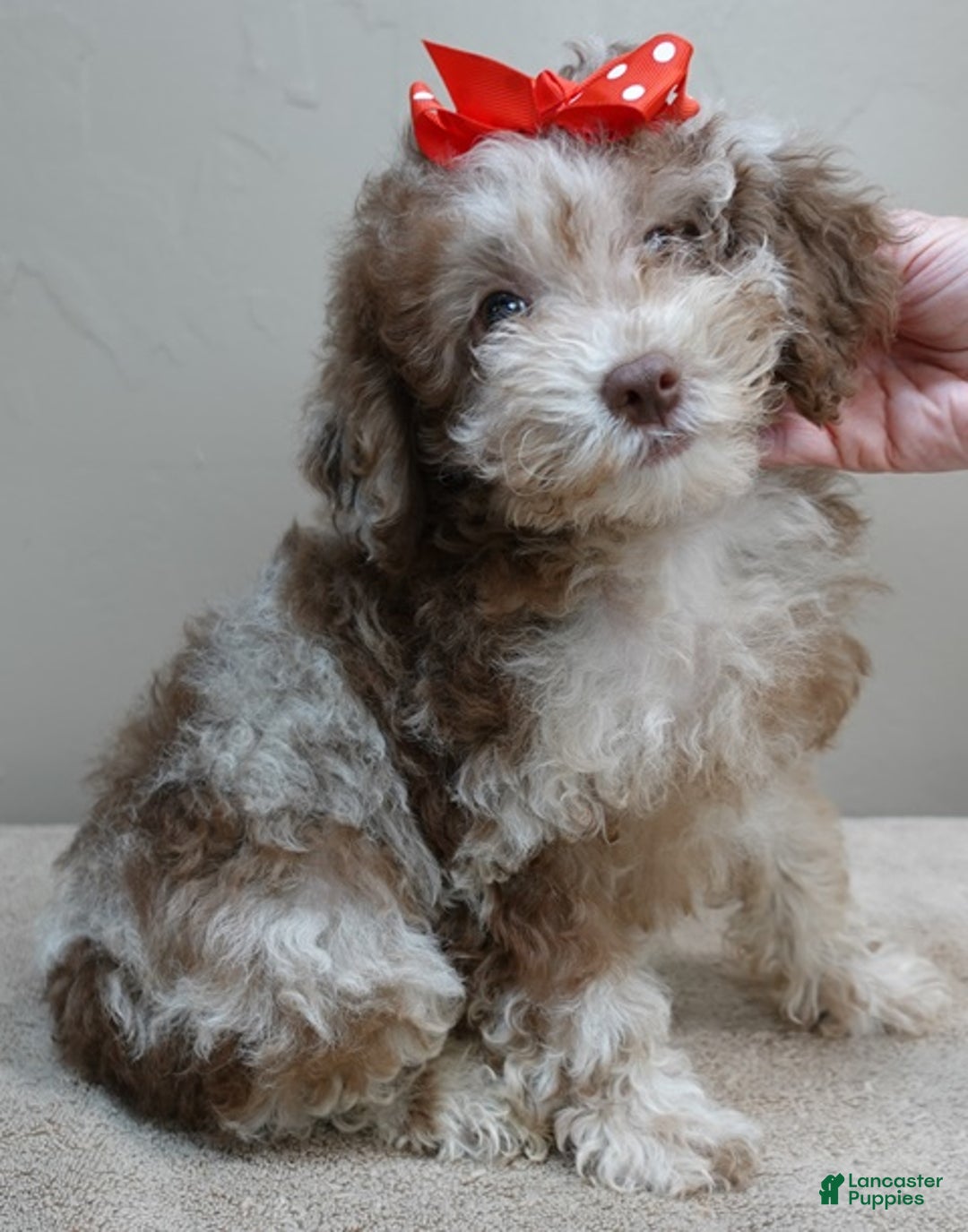 Toy Poodle dogs for sale: iven neutered 12/9/25 - Ad 2