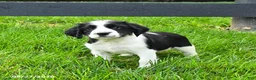 English Springer Spaniel dogs for sale: Beacon - Ad 1