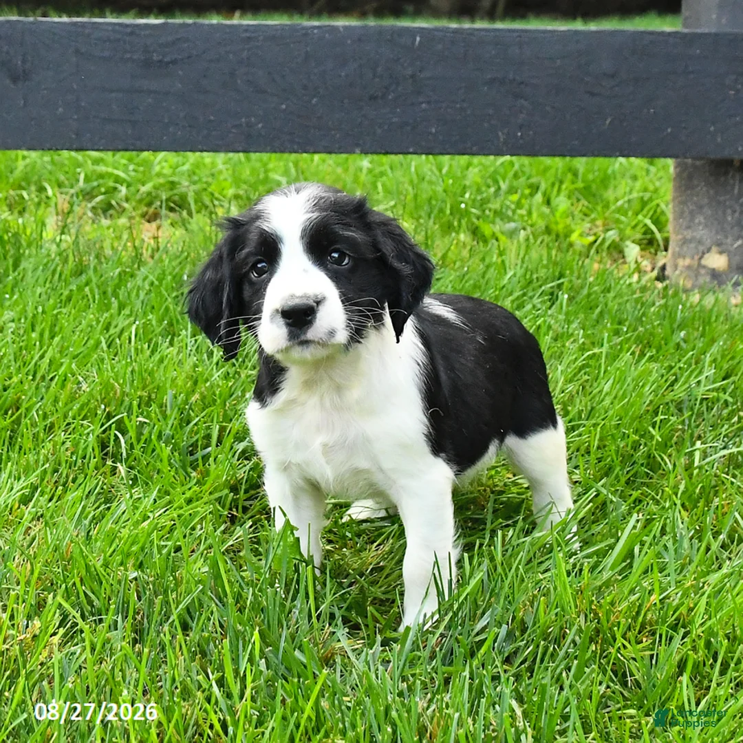 English Springer Spaniel dogs for sale: Beacon - Ad 1