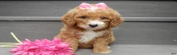 Mini Goldendoodle dogs for sale: Bailey - Ad 1