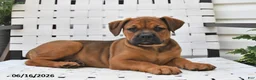 Mixed Breed dogs for sale: Lacy - Ad 4