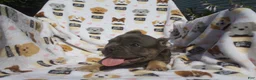 French Bulldog dogs for sale: French Bulldog 4 - Ad 3