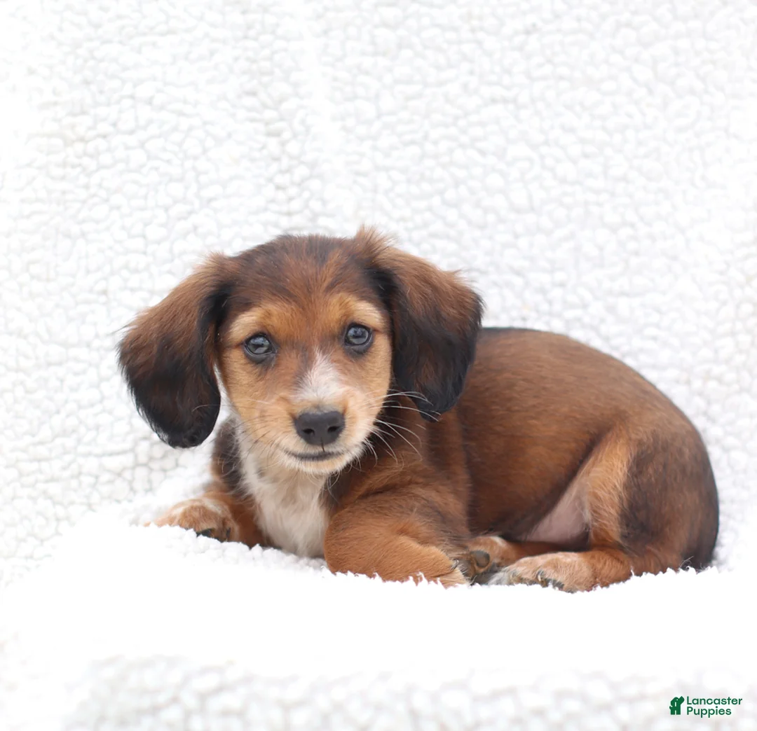 Miniature Dachshund dogs for sale: Pedro - Ad 5