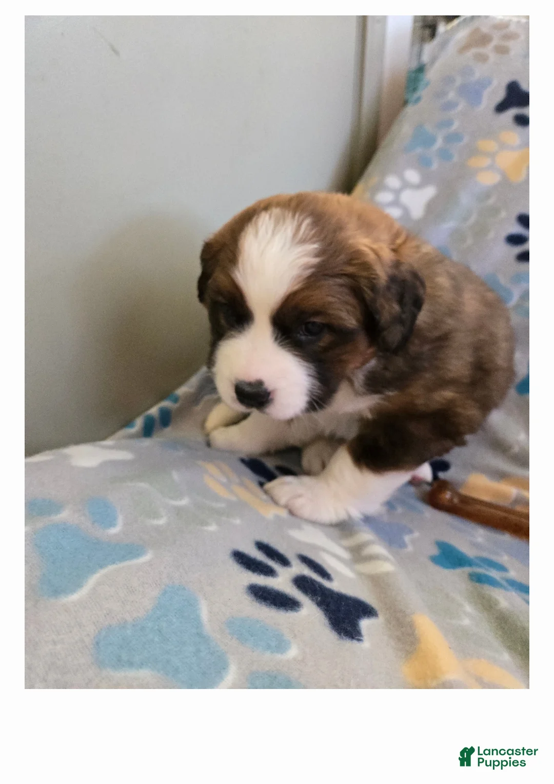 Mixed Breed dogs for sale: Buttercup  - Ad 10