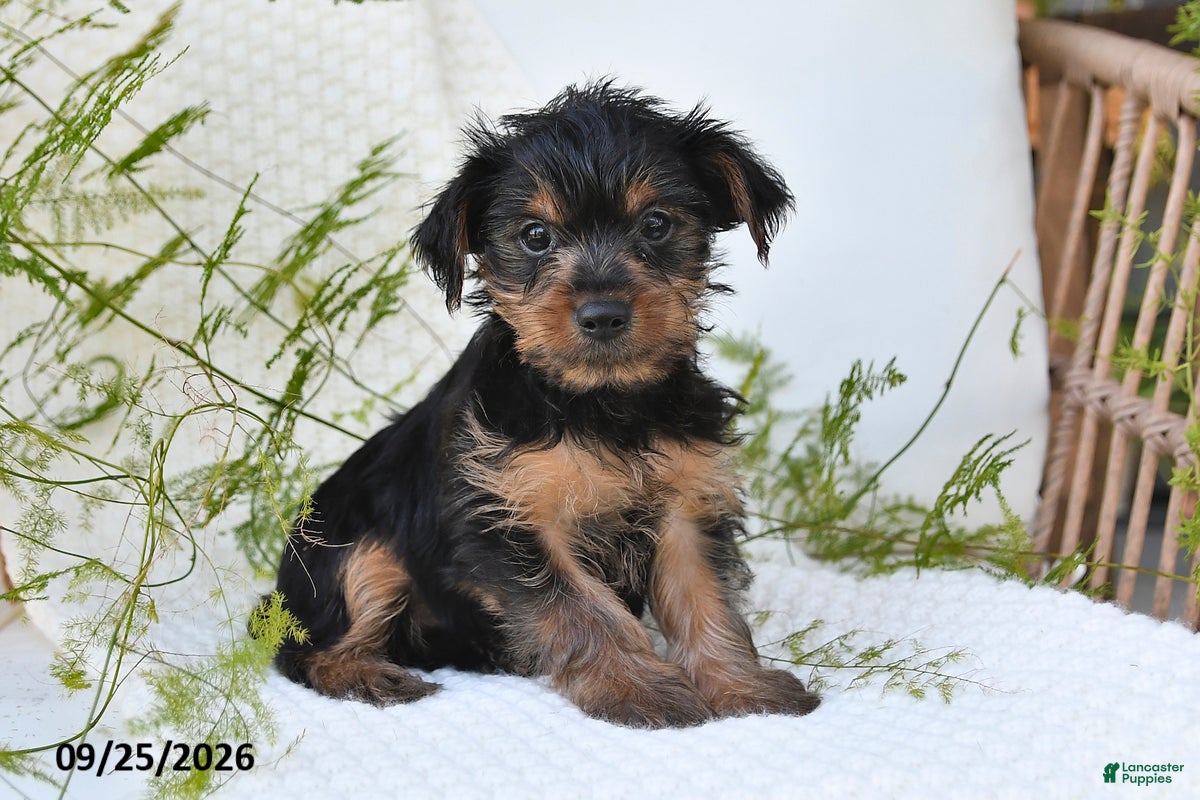 Yorkshire Terrier dogs Nova - Ad 1