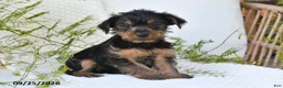Yorkshire Terrier dogs for sale: Nova - Ad 1