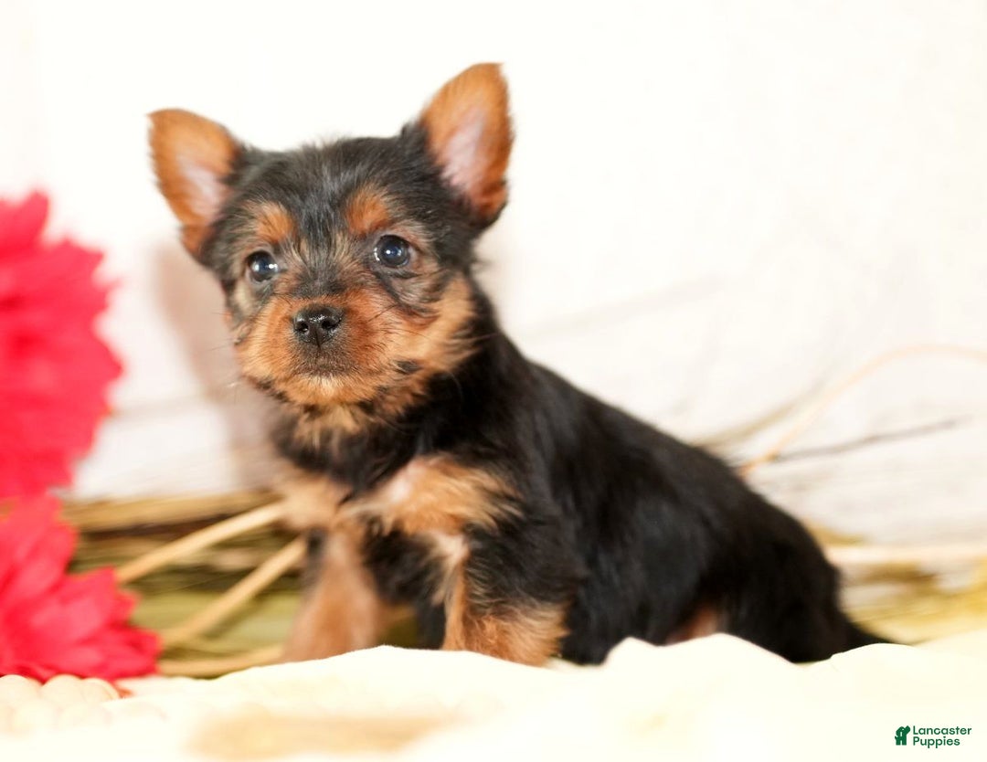 Morkie dogs for sale: Poppy - Ad 2