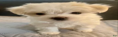 Maltese Puppy 1