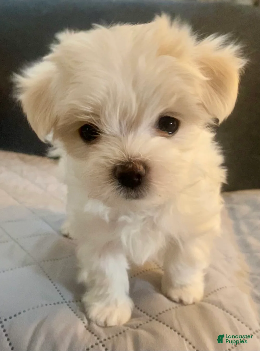 Maltese dogs for sale: Maltese Puppy 1 - Ad 1